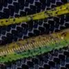 Flirt 6.95 Green Pumpkin/Blue